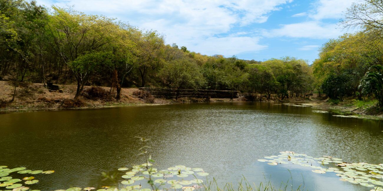 Ardguz apuesta por la sostenibilidad inmobiliaria sin sacrificar el confort. Nuestros proyectos campestres en Cundinamarca integran materiales ecoamigables, diseño bioclimático y espacios que respetan el entorno natural. LAGOS DE MORRO AZUL EN TOCAIMA CUNDINAMARCA CERCA A BOGOTA. CUIDAMOS LA FAUNA Y FLORA.